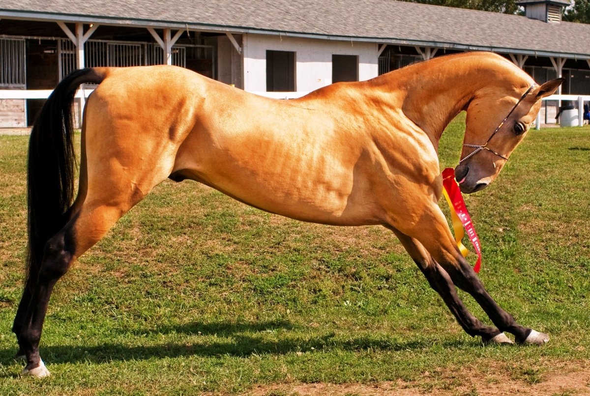 Кентуккийская порода лошадей
