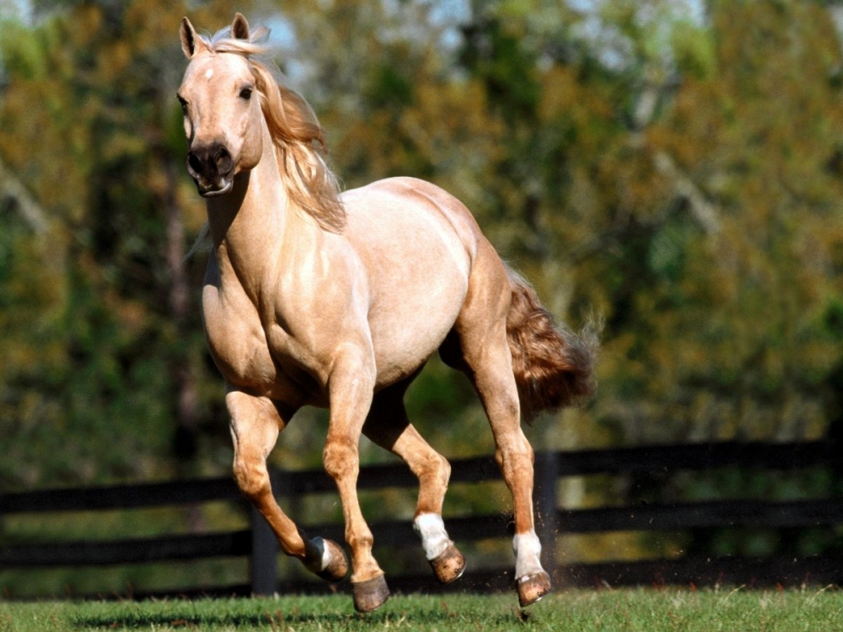 Андалузская лошадь Лузитано