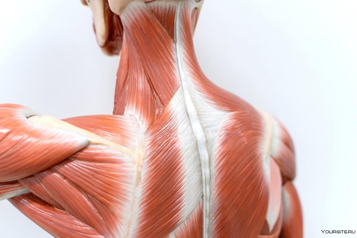 Строение спины сзади у человека мышцы