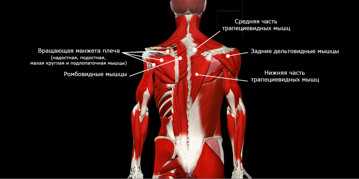 Футболка 3 d мышцы анатомия