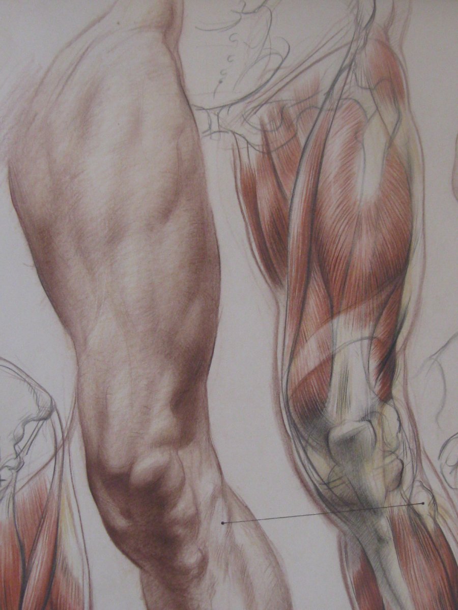 Мышцы бедра анатомия Рыжкин