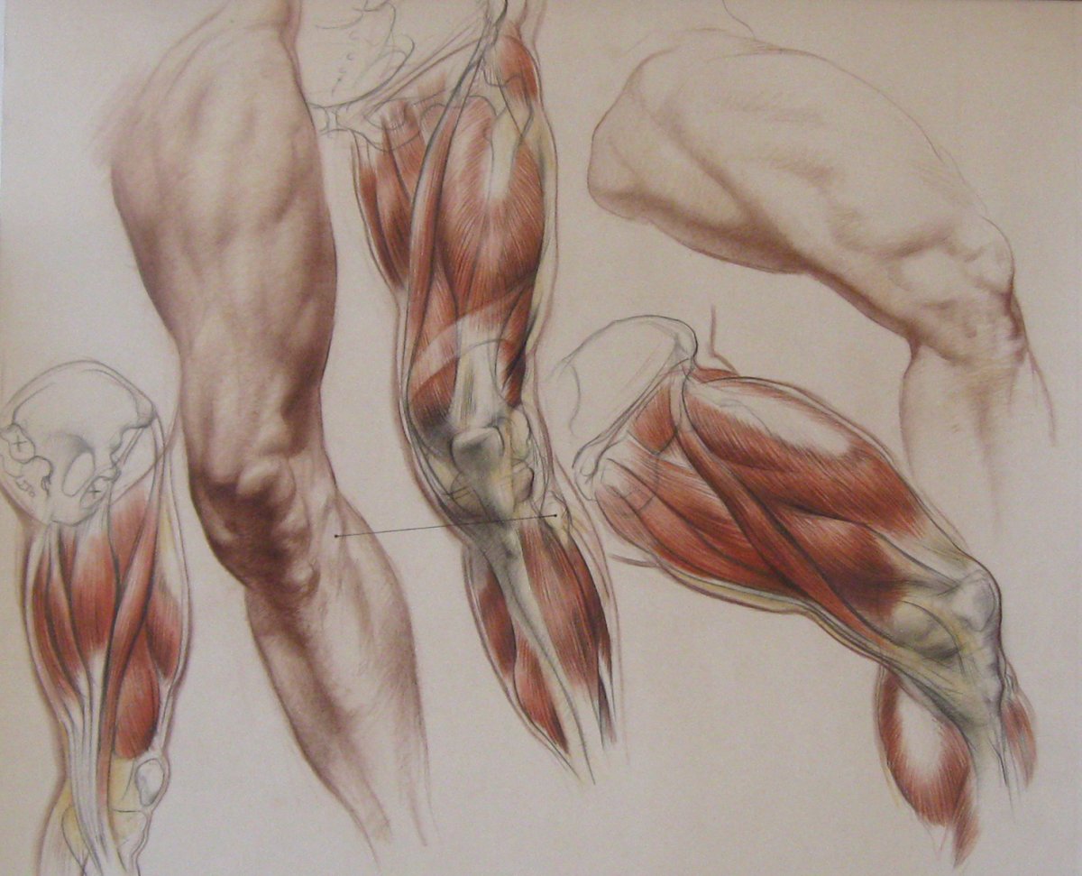 Пластическая анатомия мышцы стоп