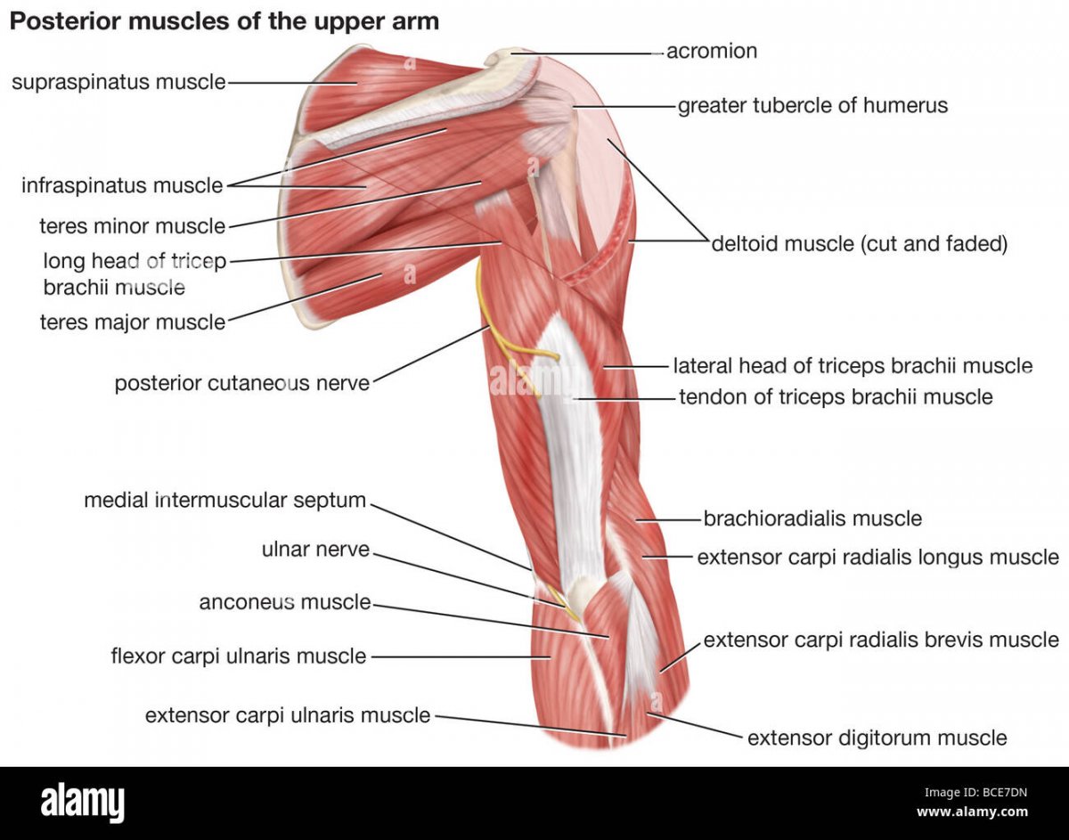 Сухожилие трехглавой мышцы плеча