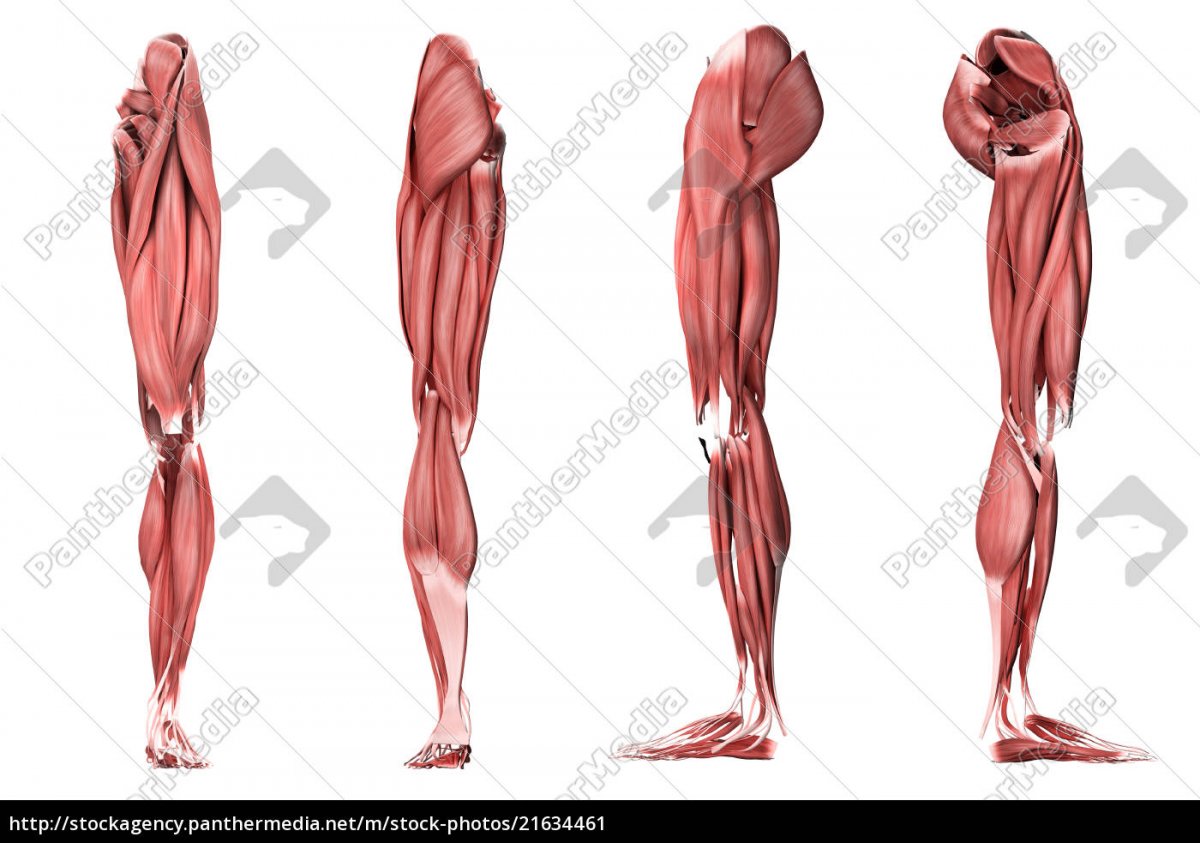 Мышцы нижней конечности без подписей