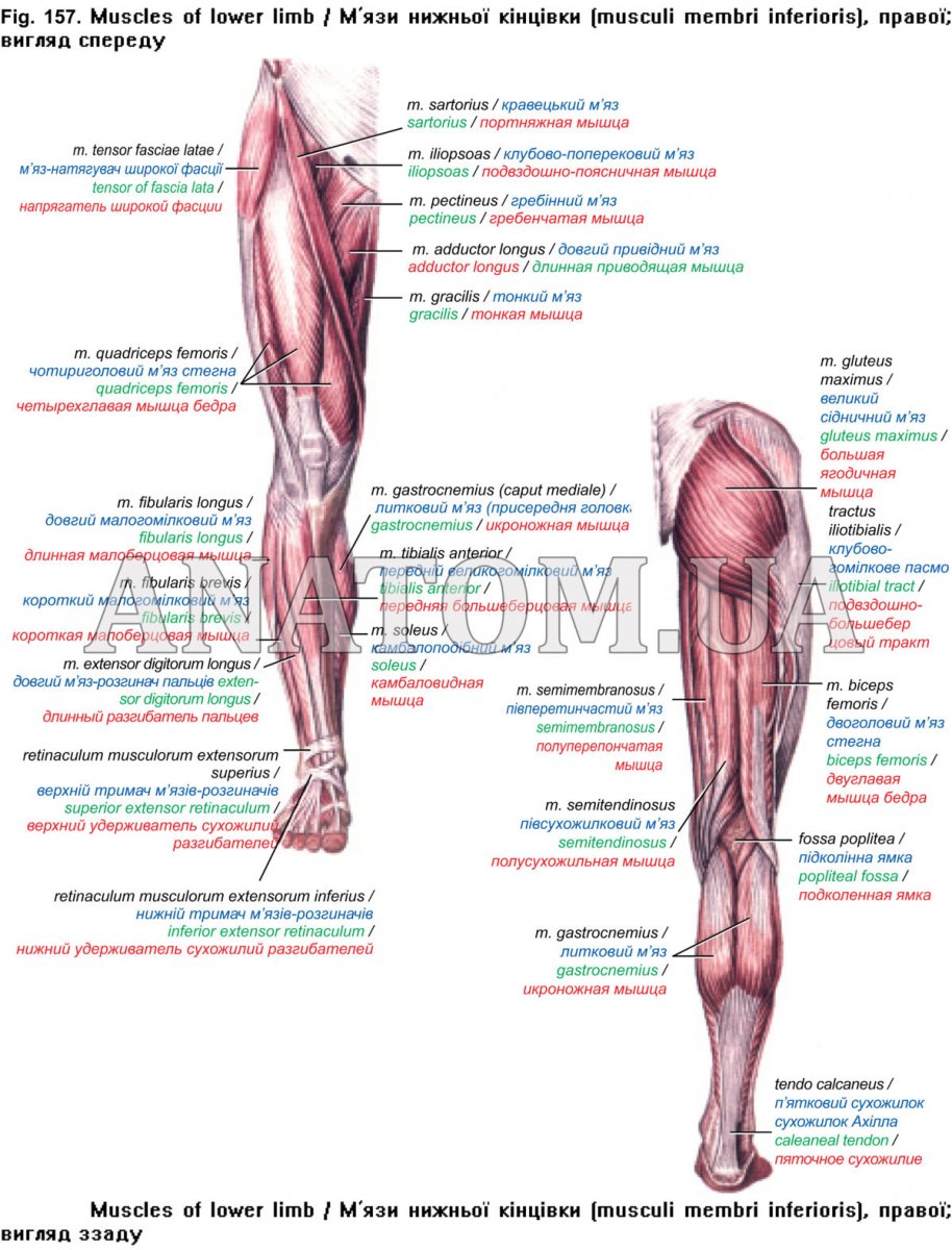 ПКС коленного сустава анатомия