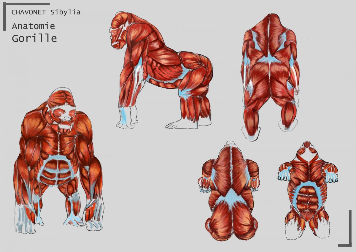 Мышцы гориллы анатомия