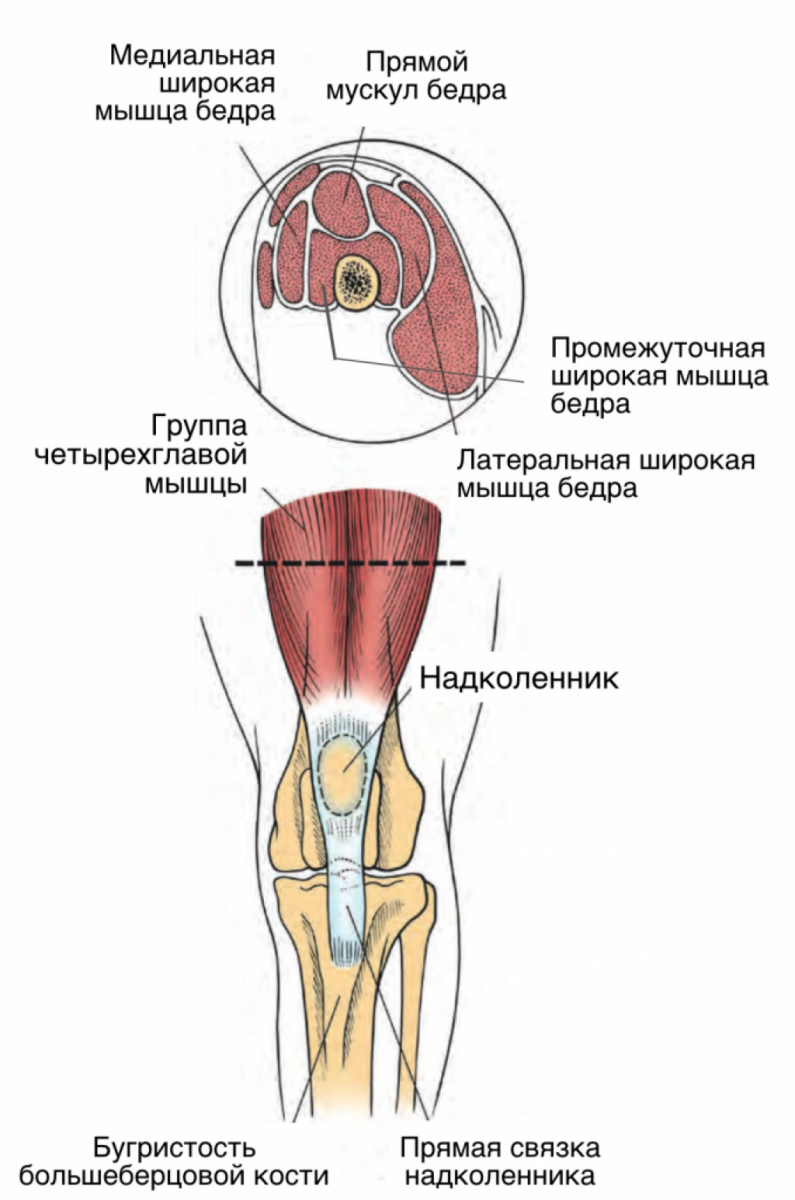 Четырехглавая мышца коленного сустава