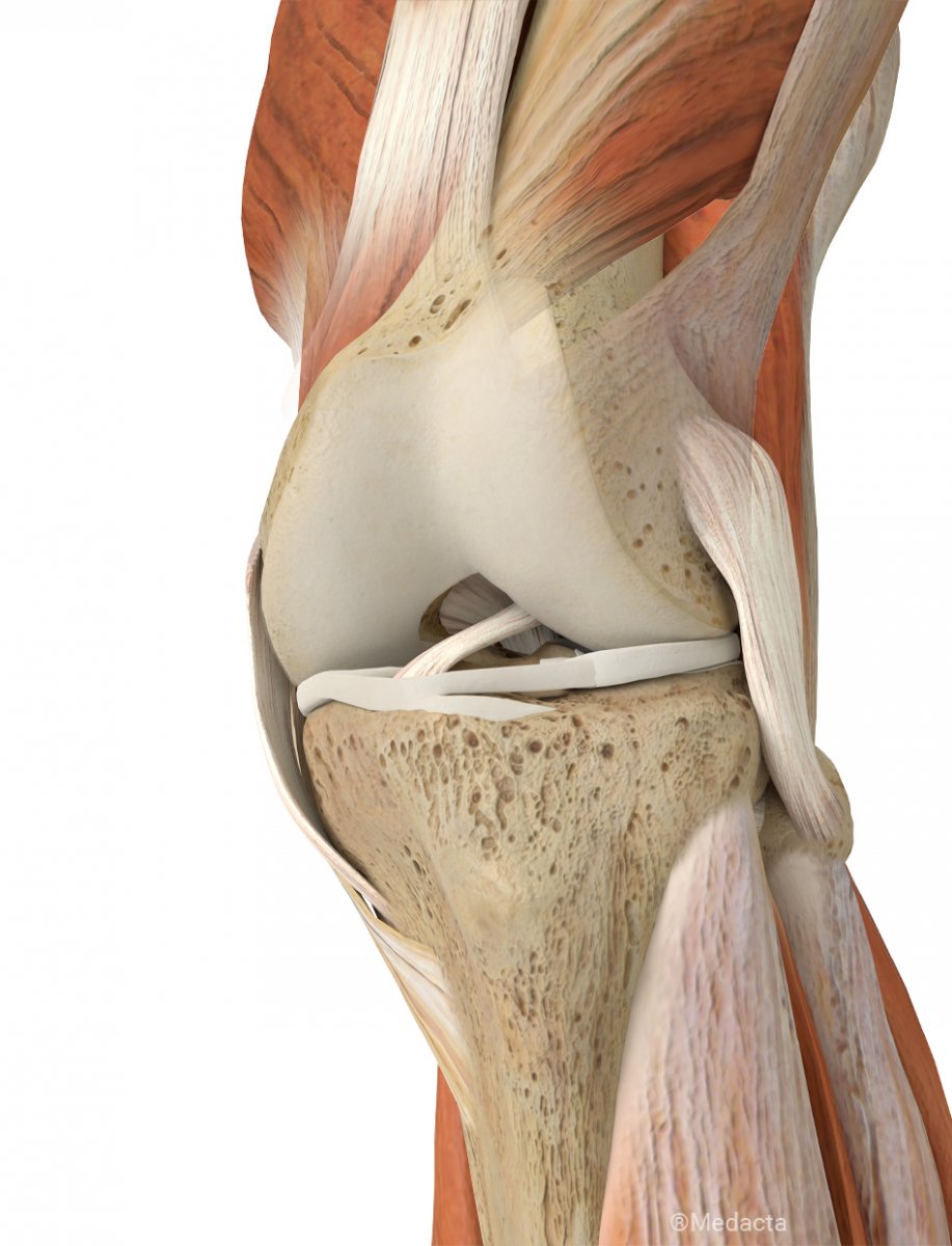 Хрящи коленного сустава анатомия
