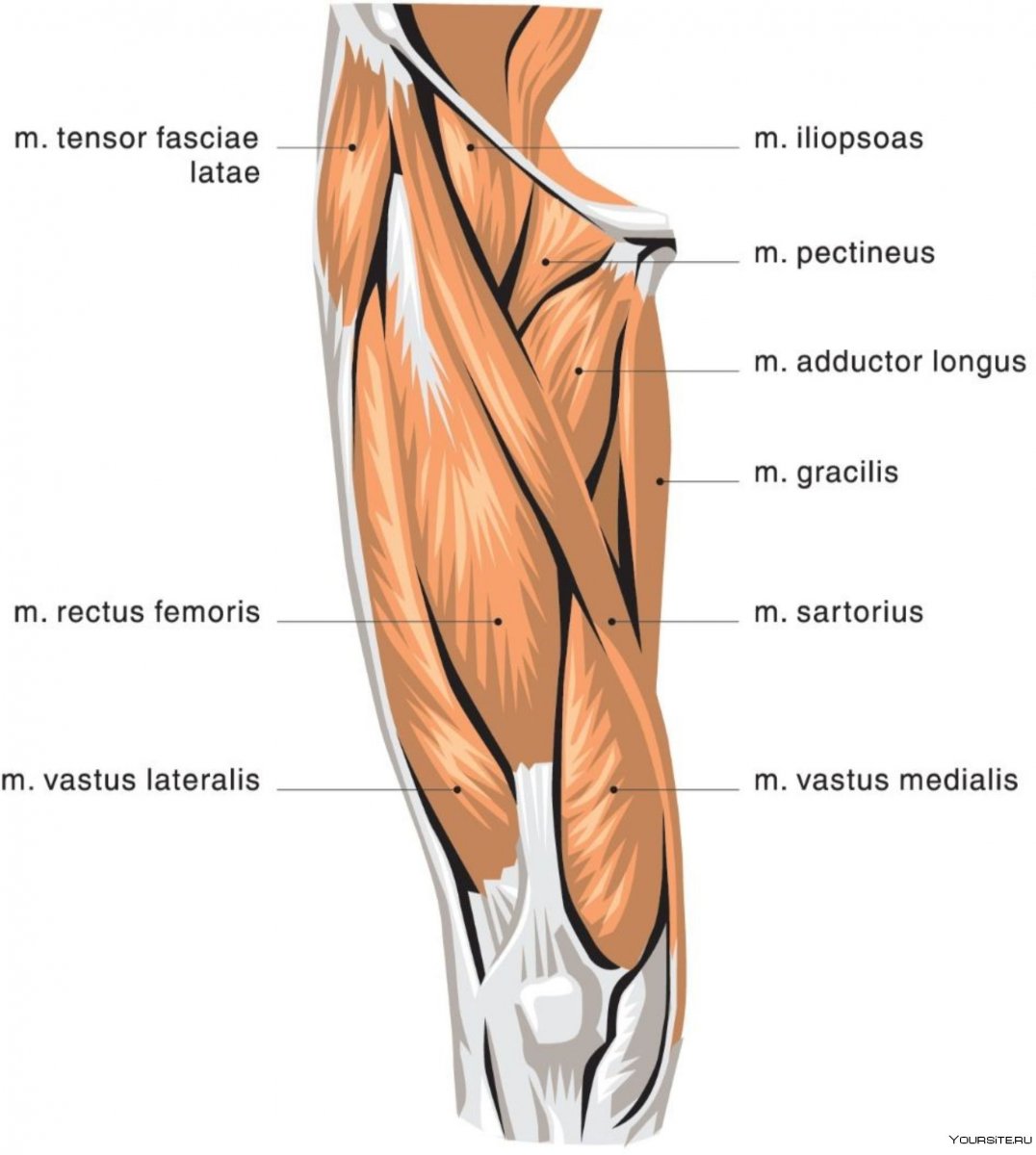 Мышцы задней поверхности коленного сустава анатомия
