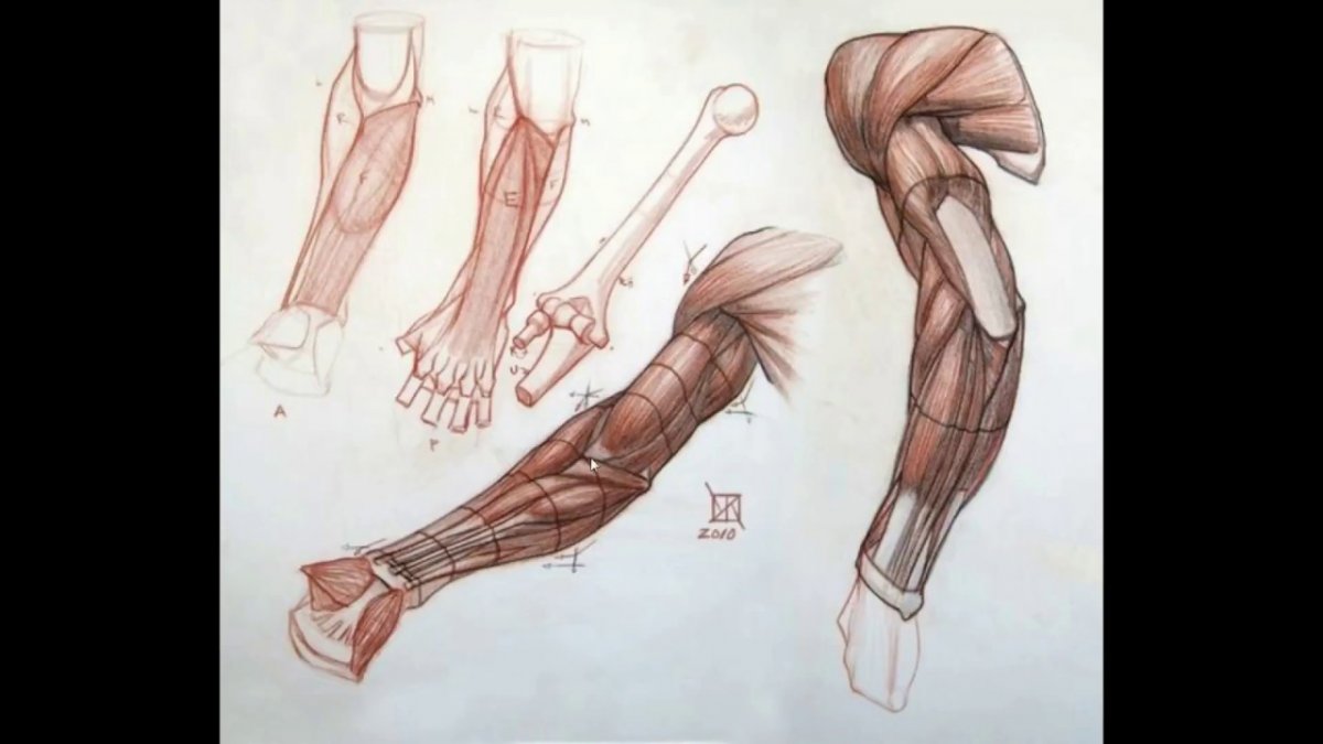 Баммес анатомия мышцы рук
