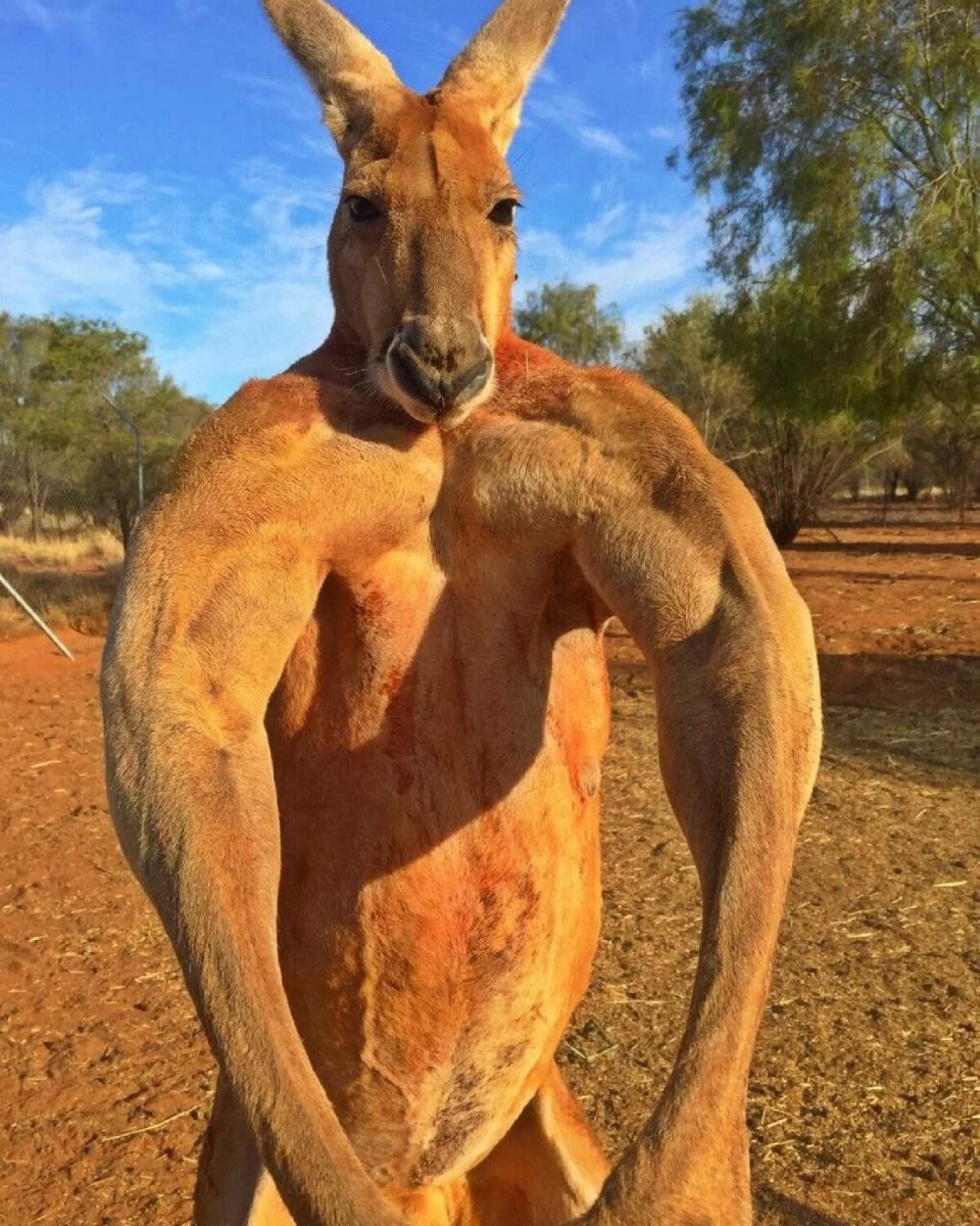 Самый мускулистый кенгуру Роджер