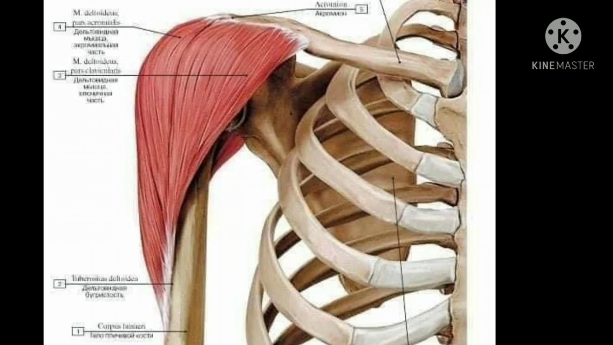 Растяжка трицепса анатомия