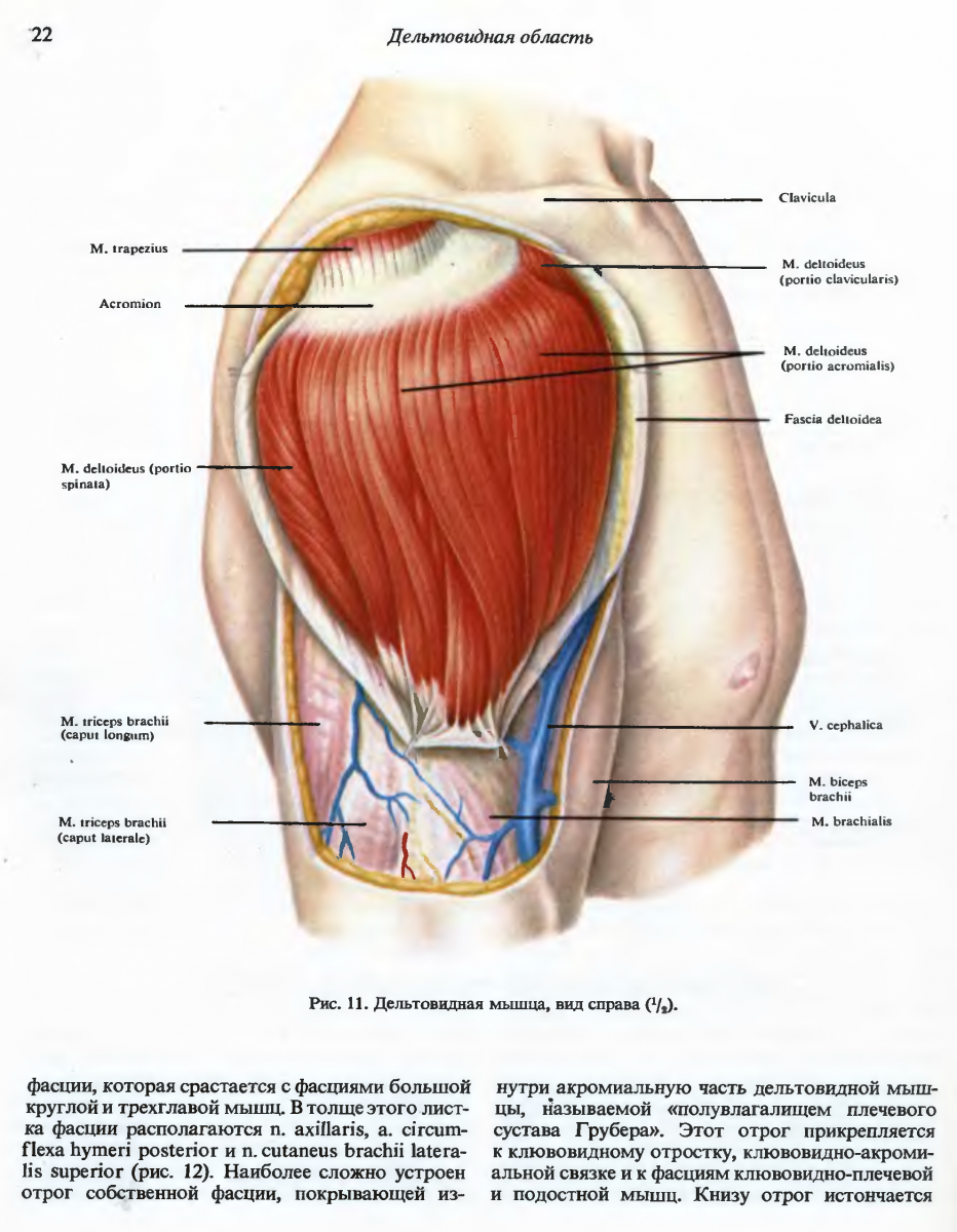 Головки трицепса анатомия