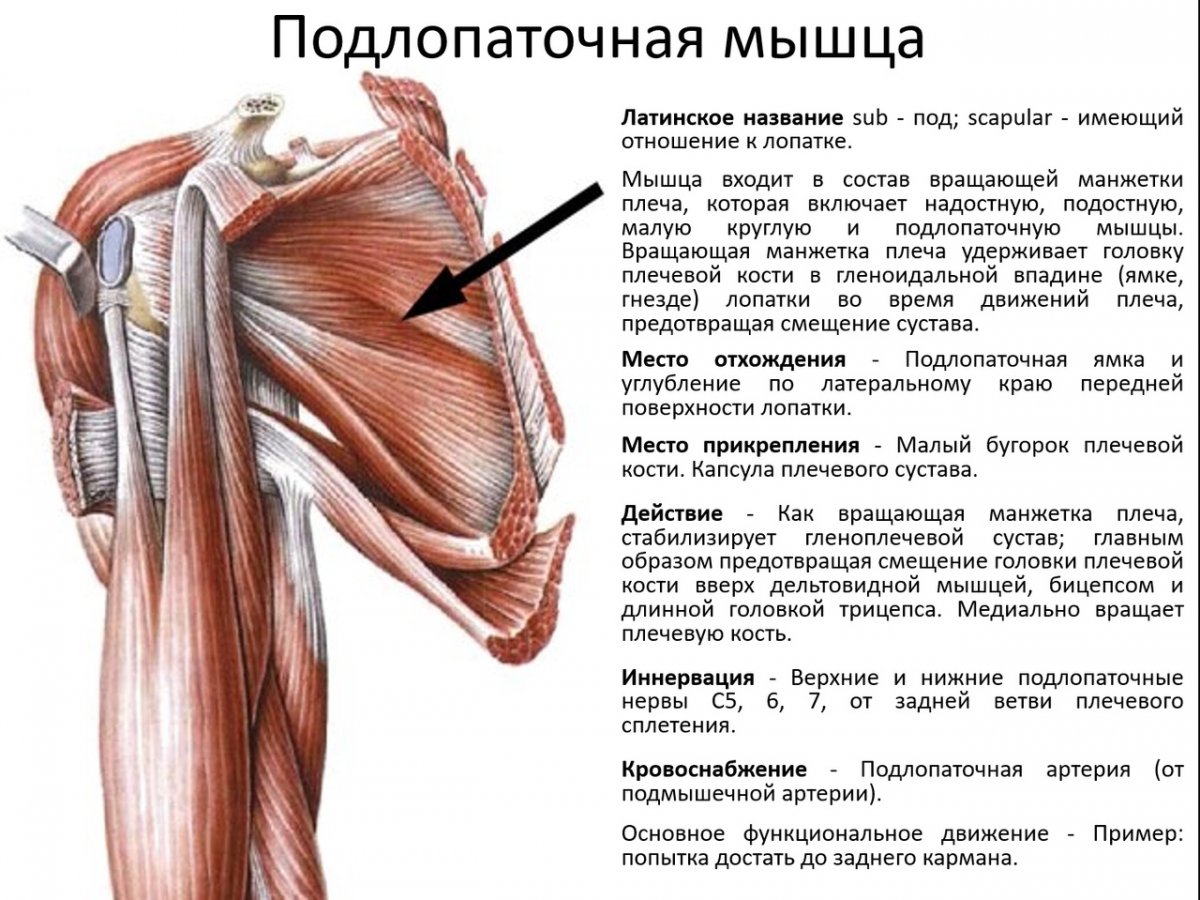 Растяжка подлопаточной мышцы