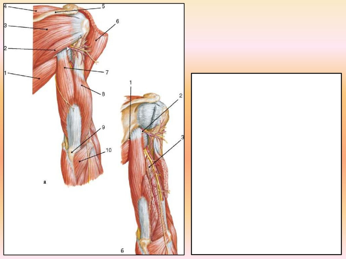 Мышцы плечевого пояса и плеча вид спереди