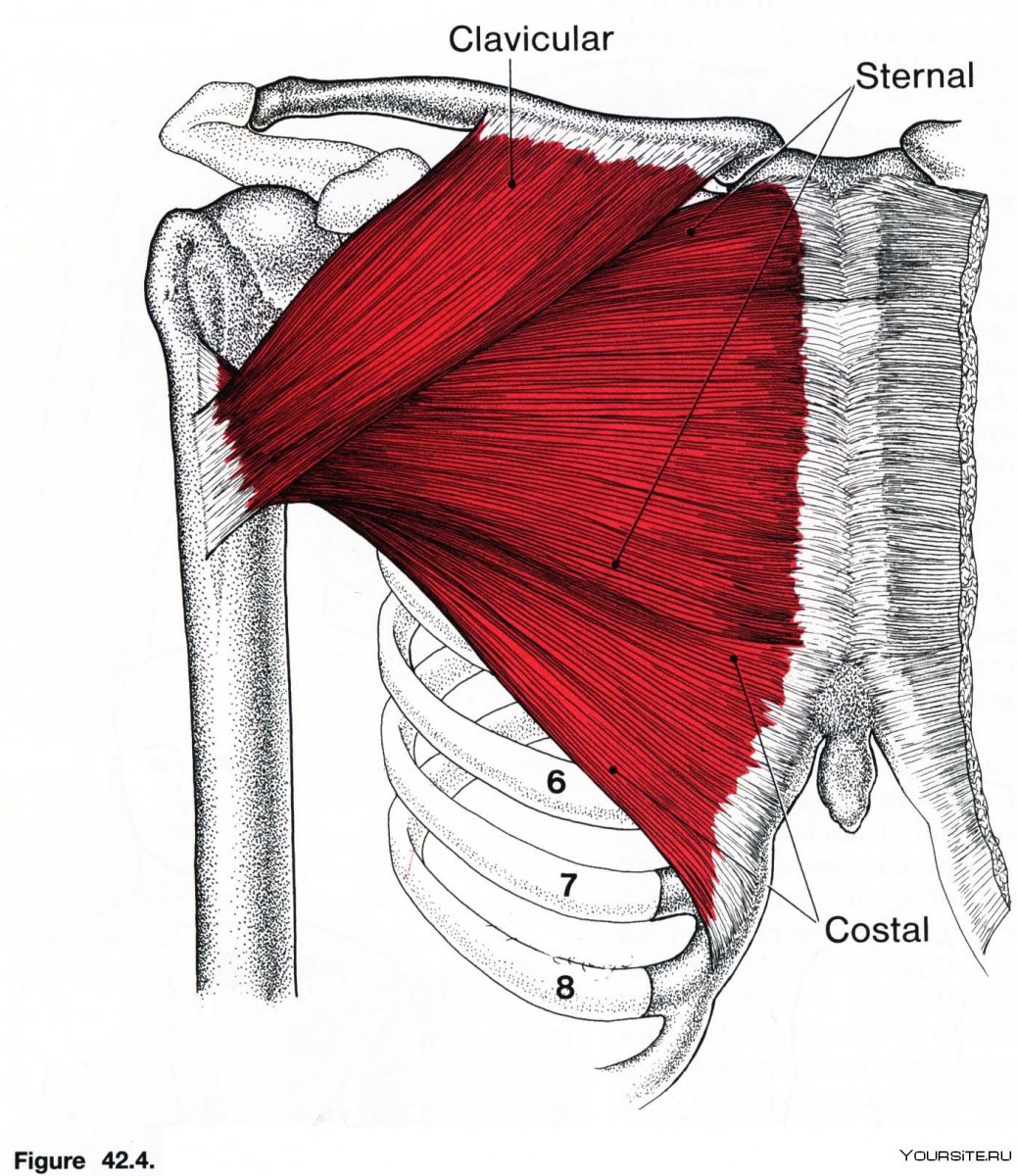 Анатомия мышц шеи и плечевого пояса
