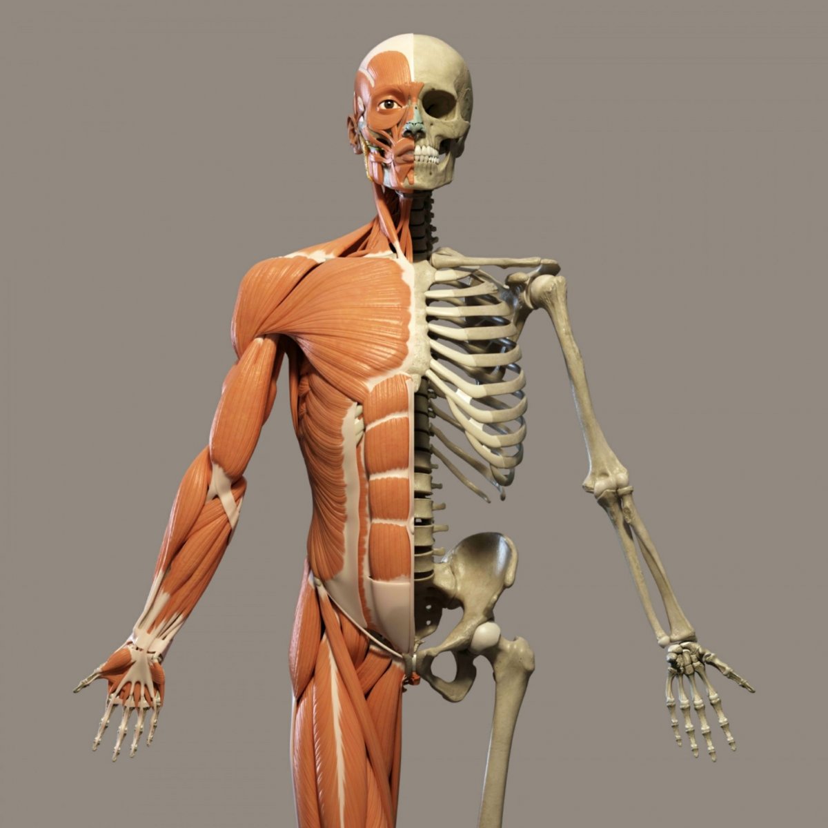 Анатомия человека кости и мышцы