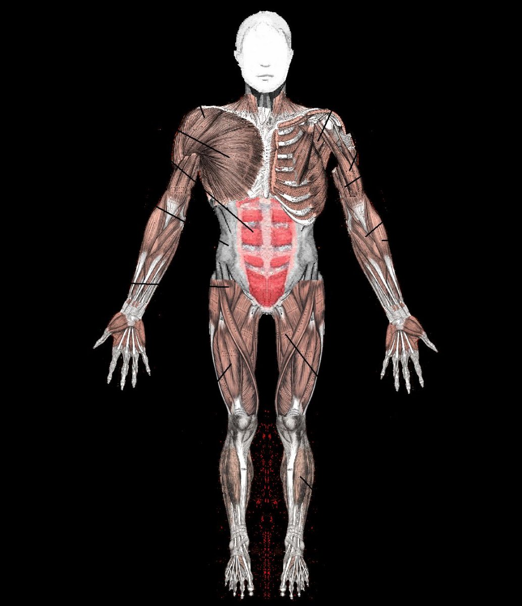 Человеческий скелет с мышцами