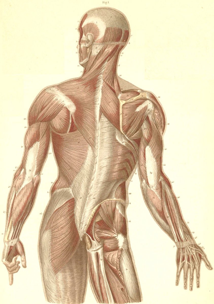 Мышцы человека арт