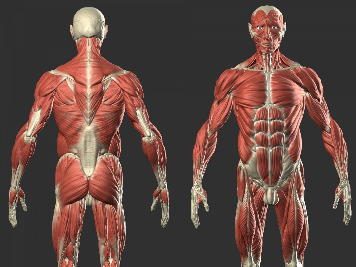 Мышцы анатомия 4к