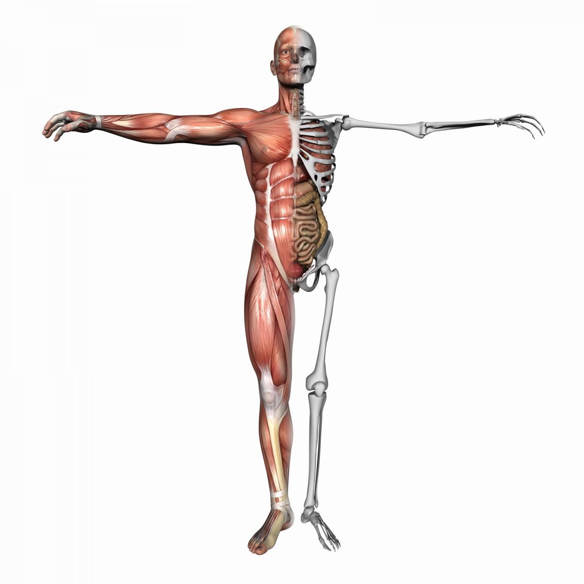Женский скелет с мышцами