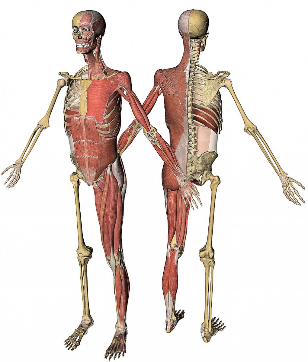 Скелет человека с сухожилиями
