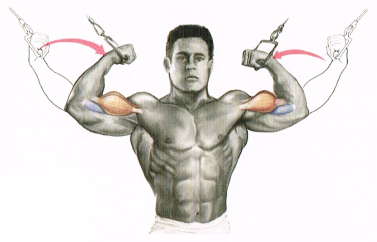 Cable biceps Curl