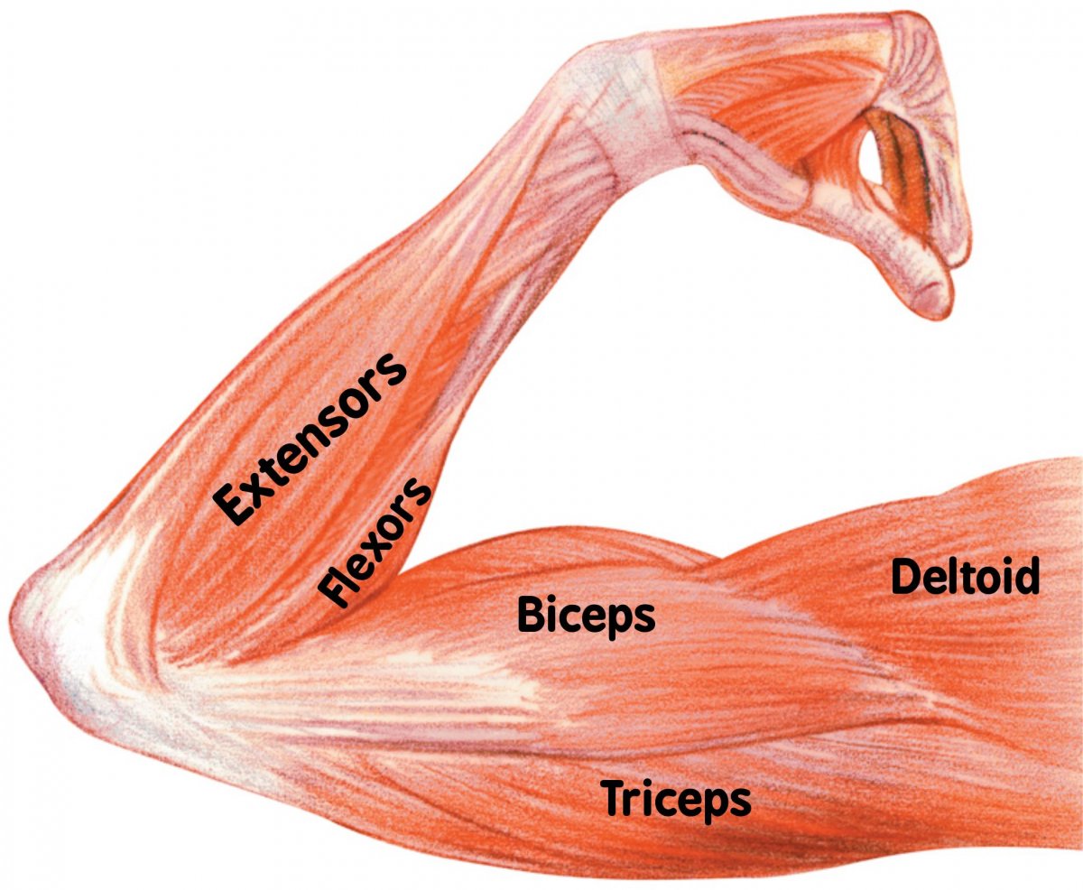Анатомия человека мышцы бицепс