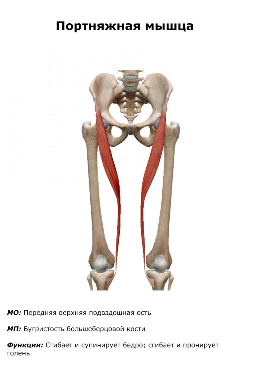 Анатомия бедра человека мышцы и связки