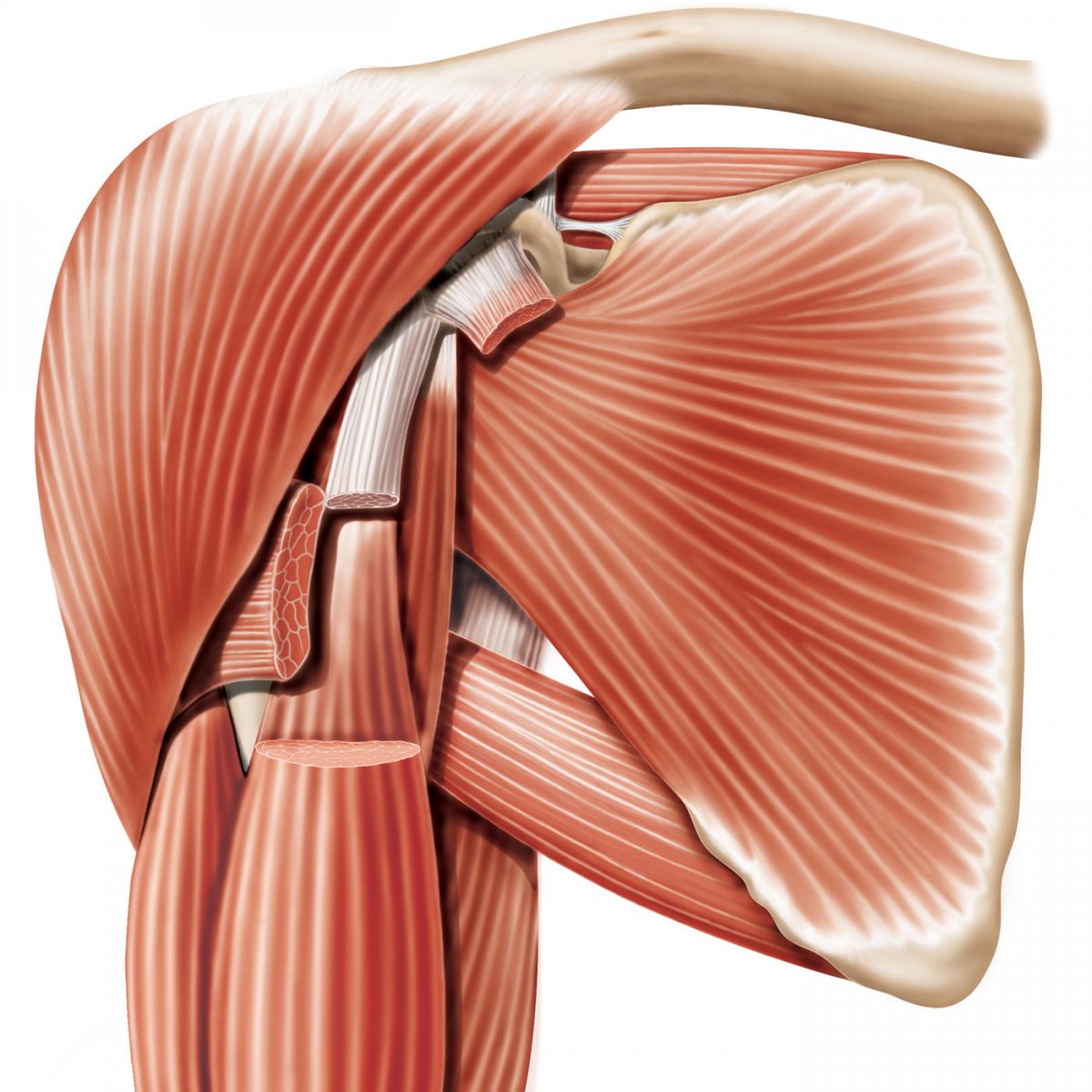 Бицепс плеча мышца анатомия