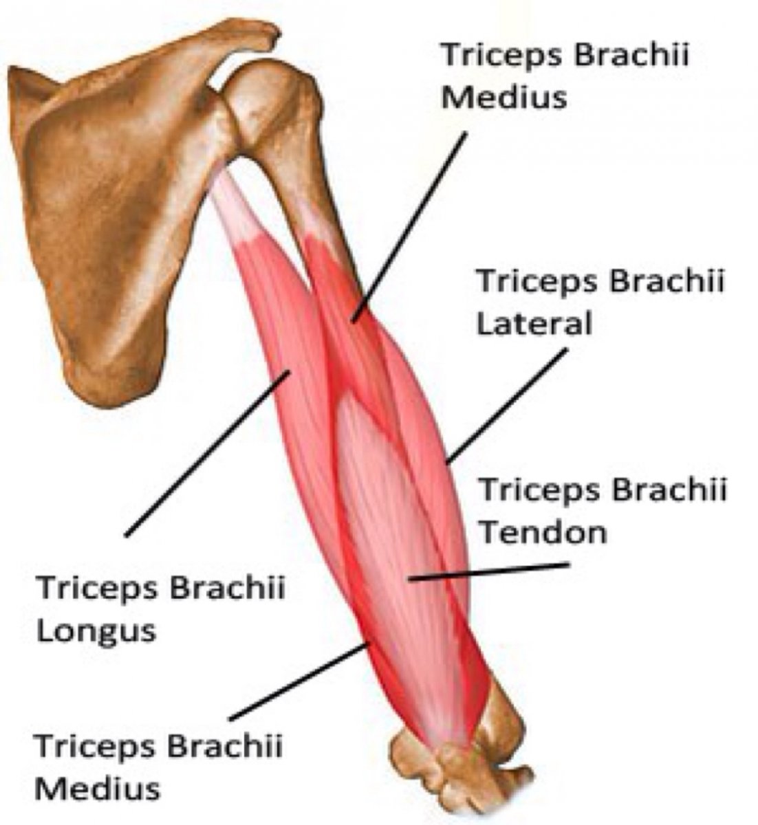 Двуглавая мышца плеча точки крепления