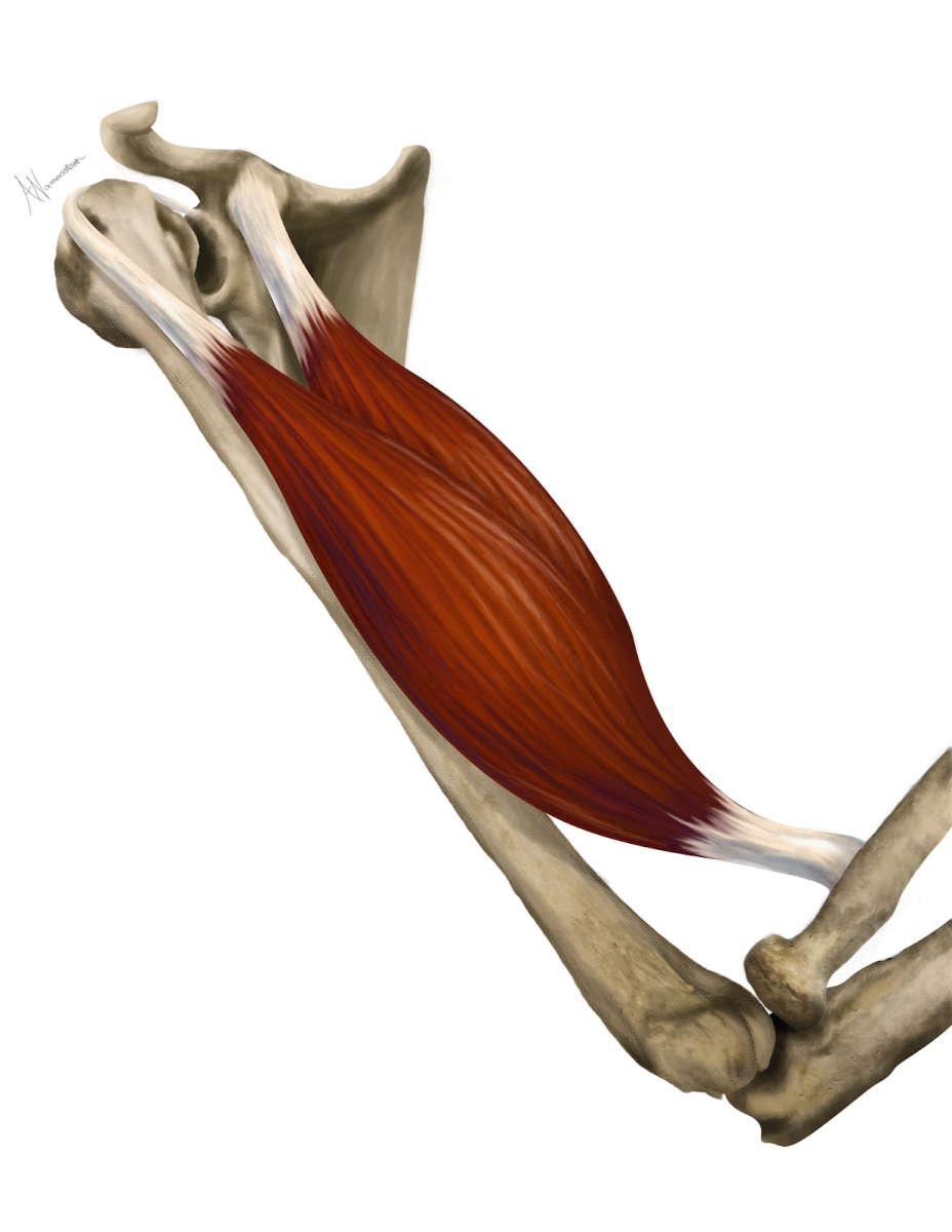 Сухожилие двуглавой мышцы плеча анатомия