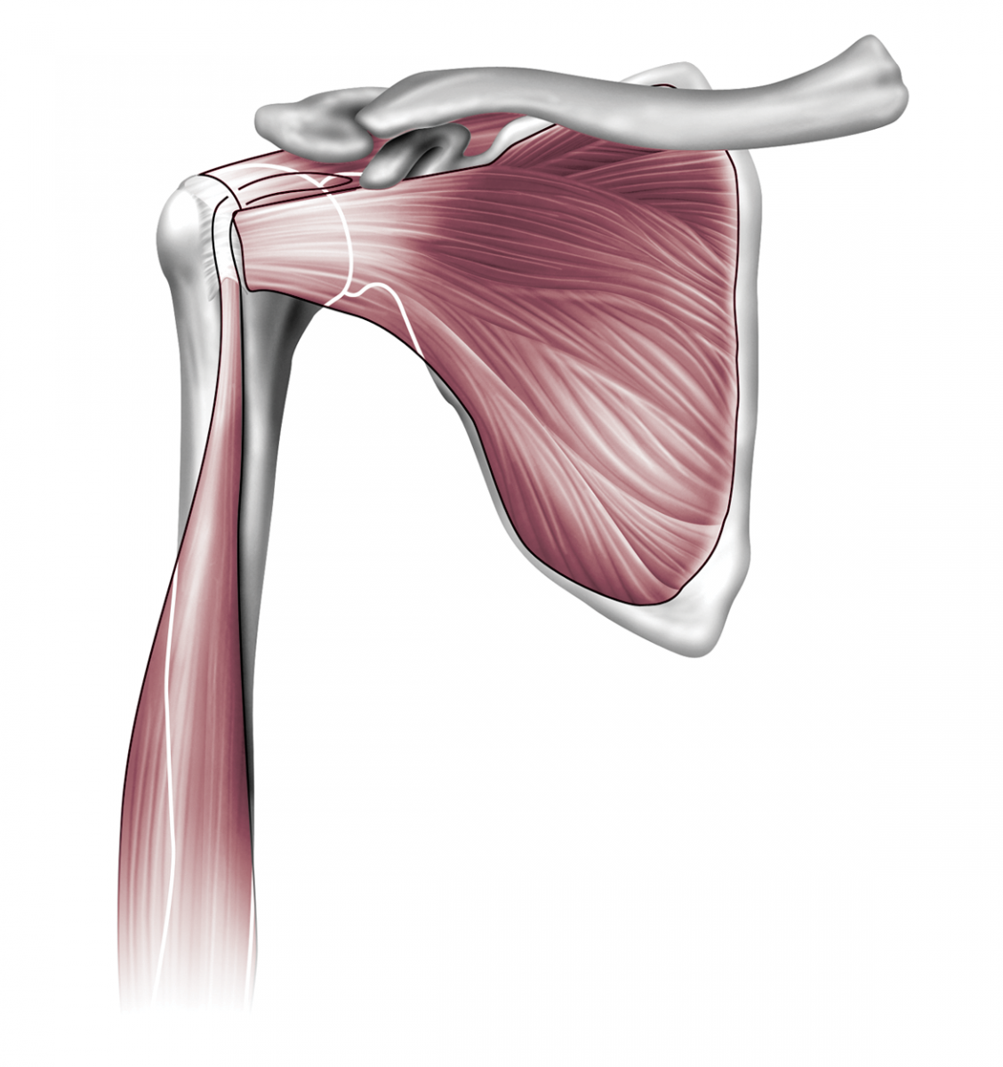 Biceps brachii мышца