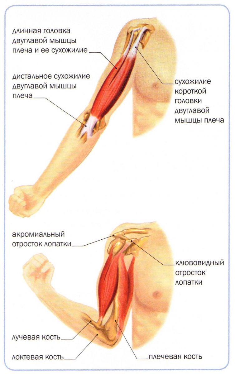 Сухожилие бицепса плеча анатомия