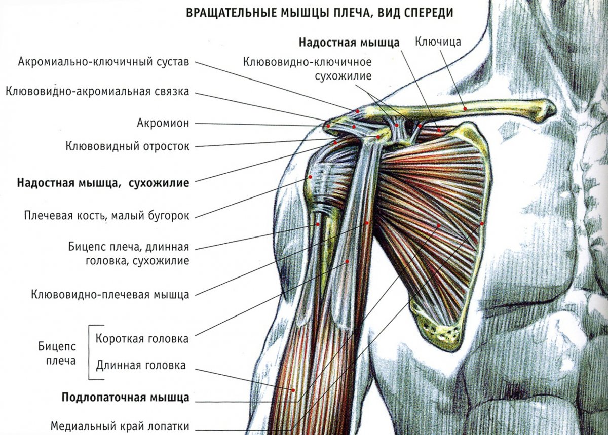 Отрыв дистального сухожилия двуглавой мышцы