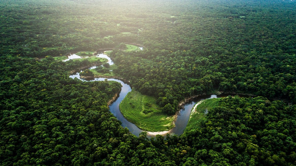 Бразилия леса Амазонии