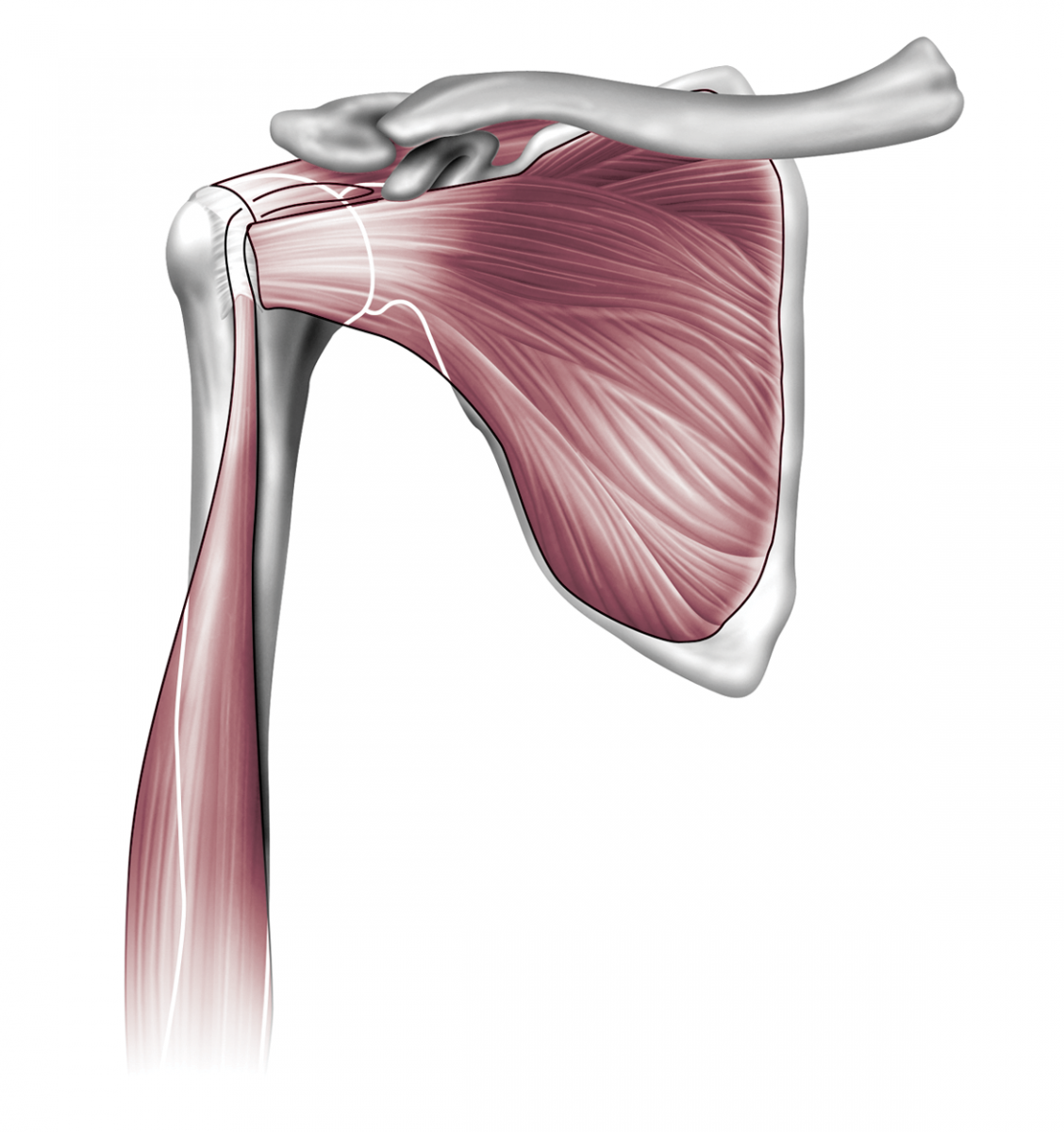 Дельтовидная мышца спины