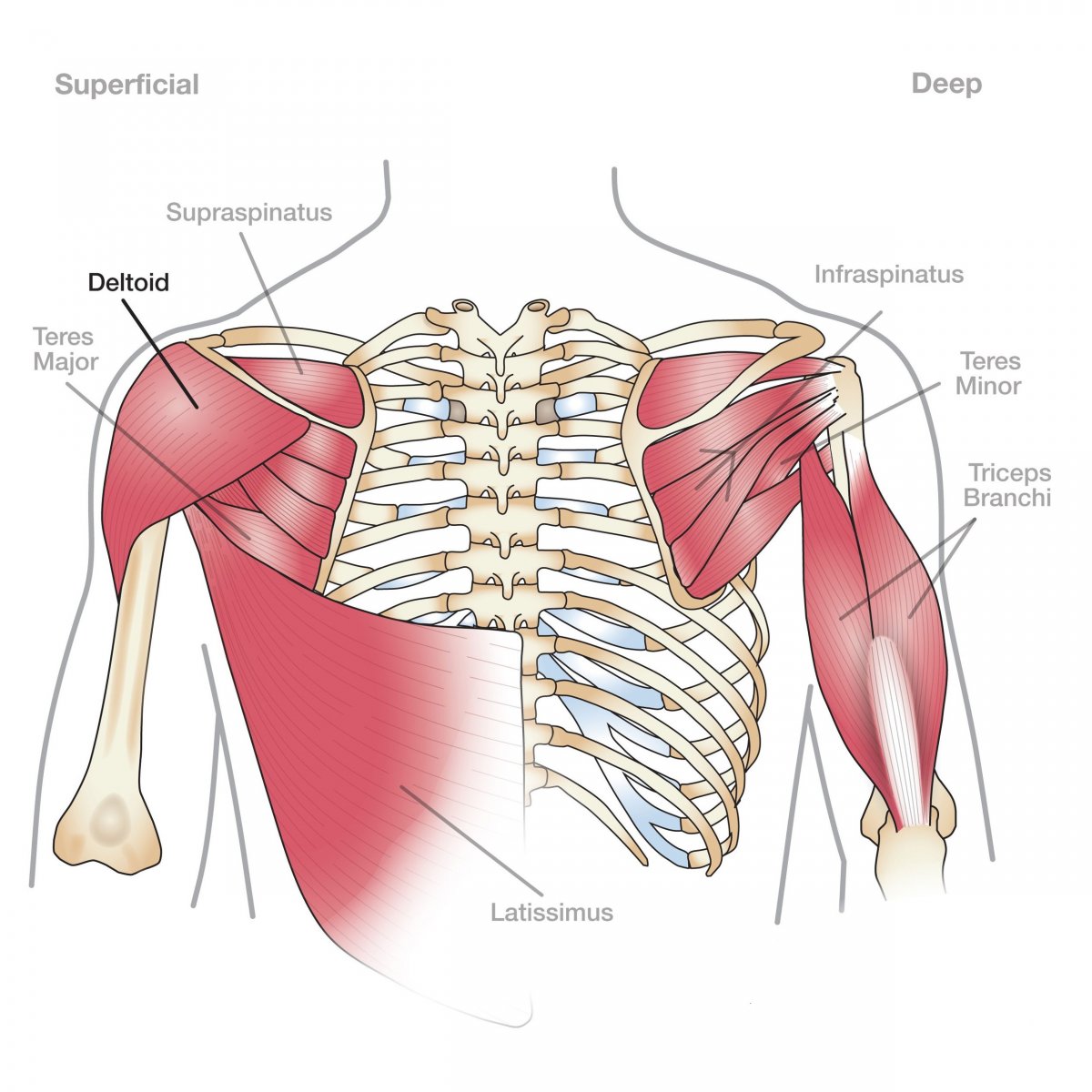 Двуглавая мышца плеча