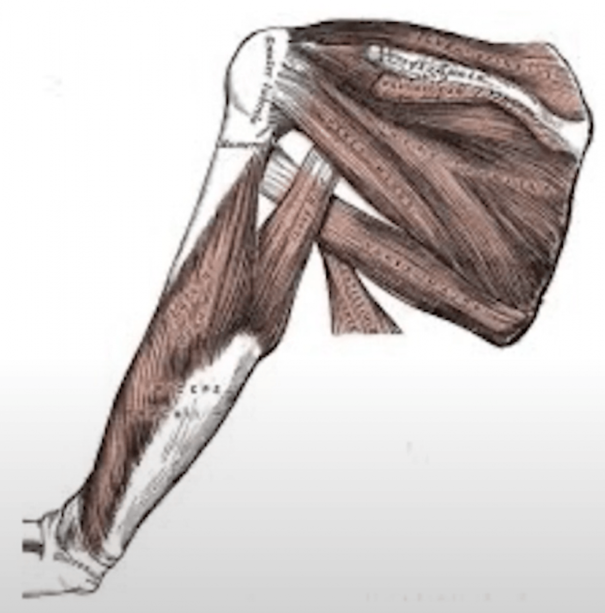 Подостная мышца (m. infraspinatus)