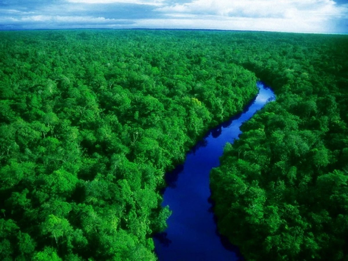 Бразилия леса Амазонии