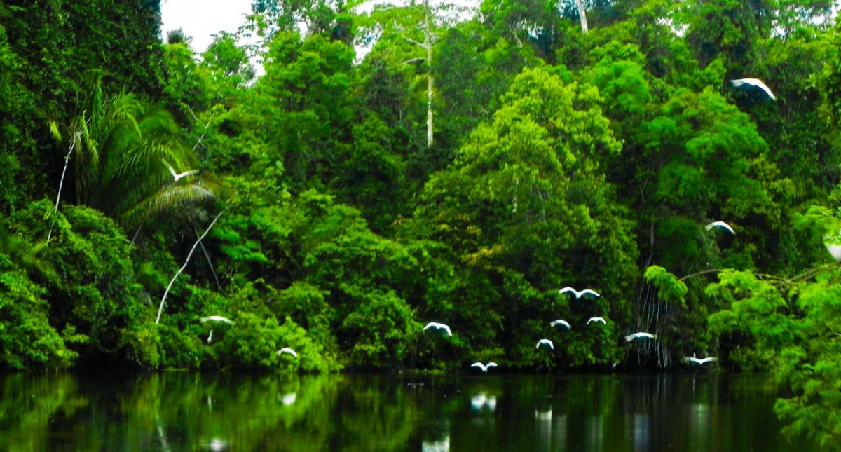 Перу джунгли амазонки