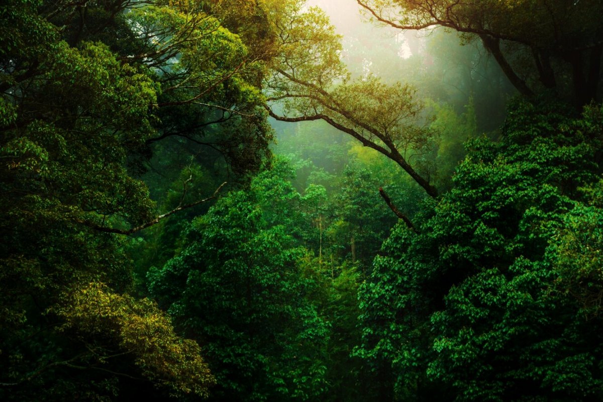 Камбоджа, тропические леса. Nikon