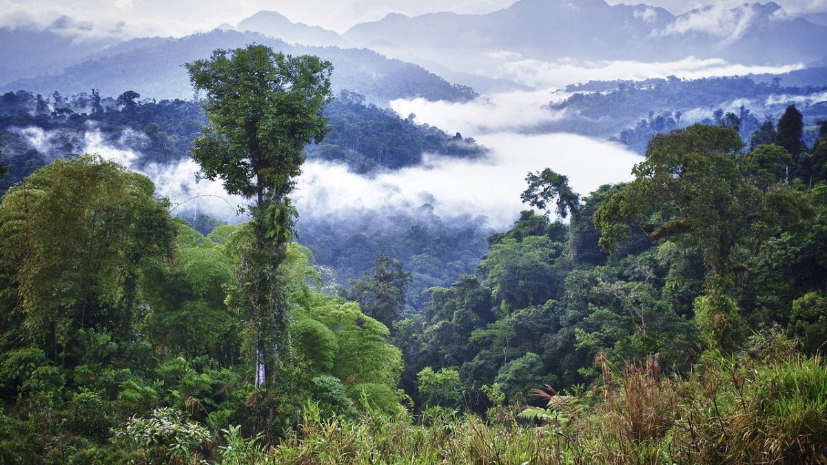 Тропические леса амазонки, Южная Америка