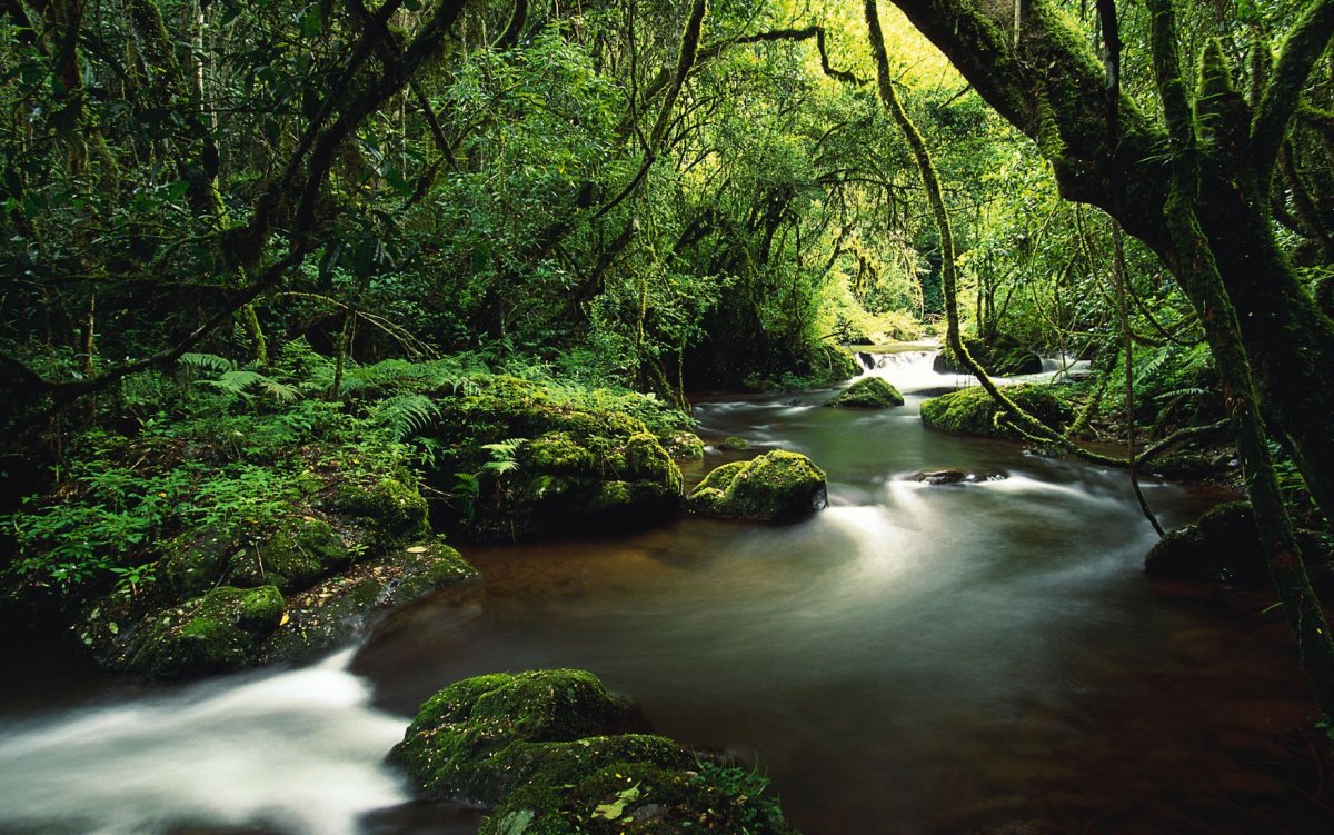 Национальный парк Тортугеро, Коста-Рика