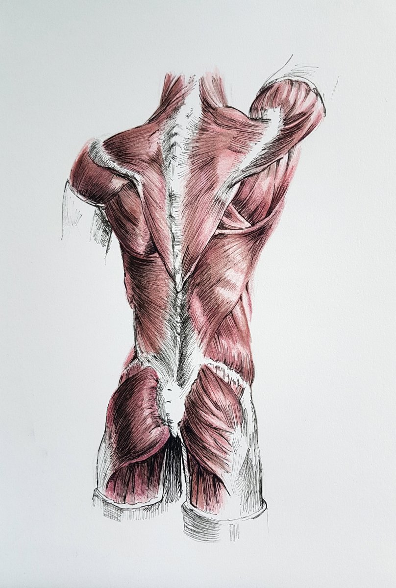 Мышцы шеи и спины сзади анатомия