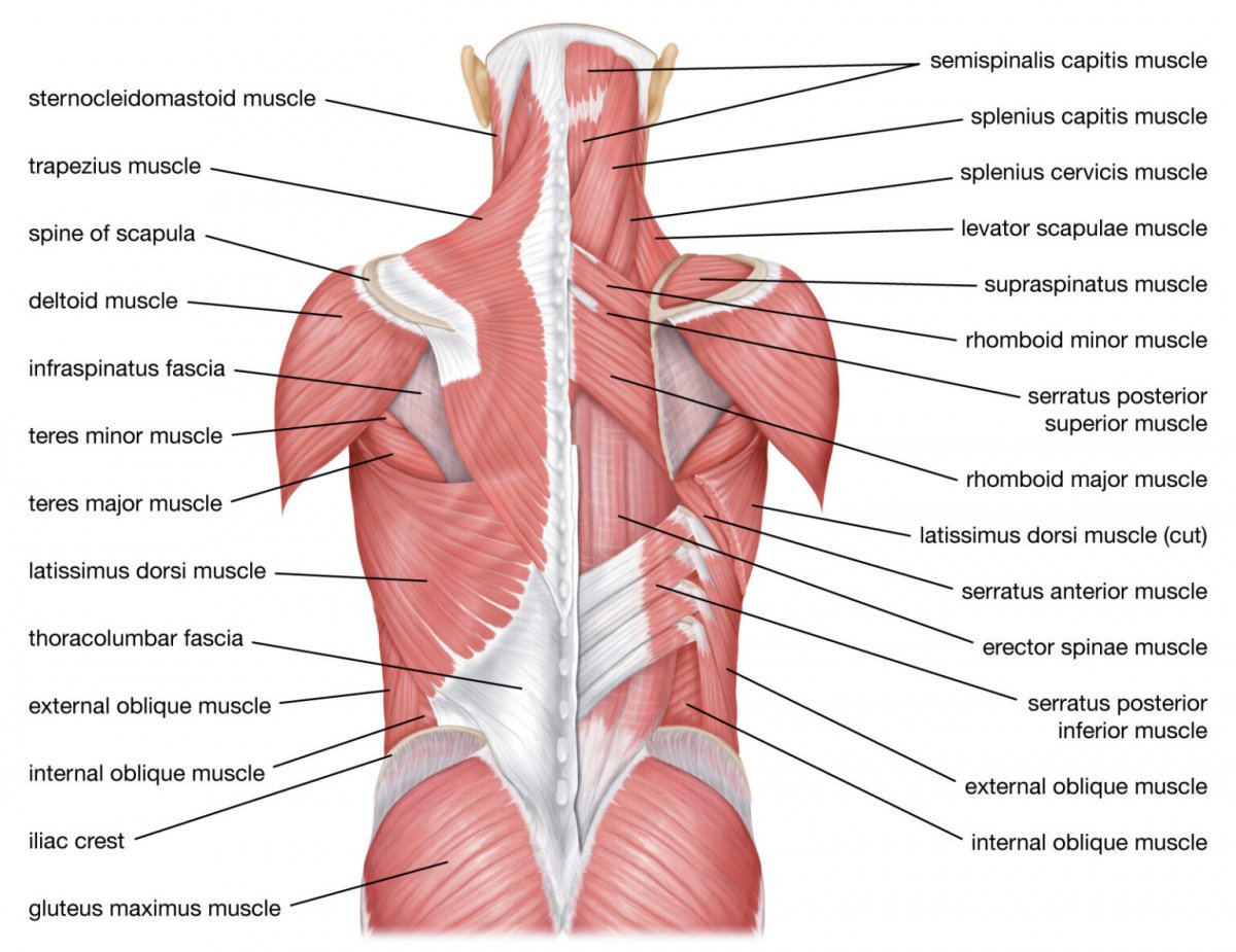 Структура мышц спины