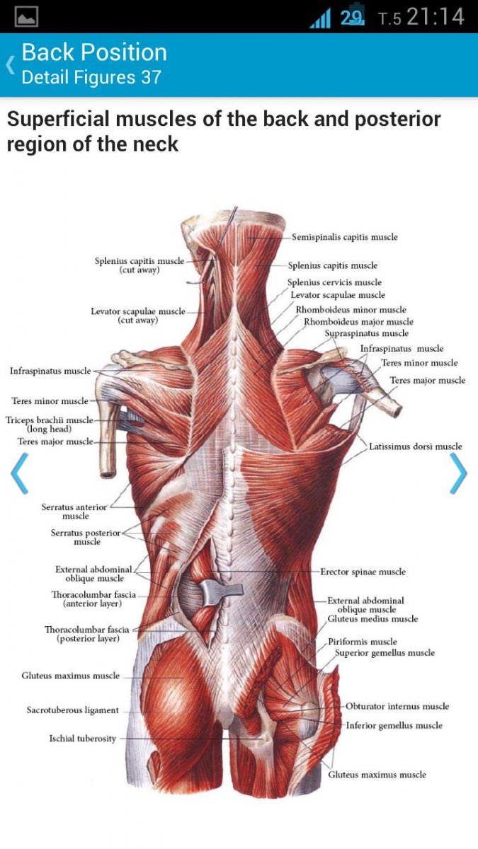 Мышечный корсет анатомия