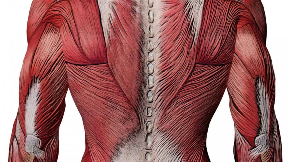 Апоневроз широчайшей мышцы спины упражнения