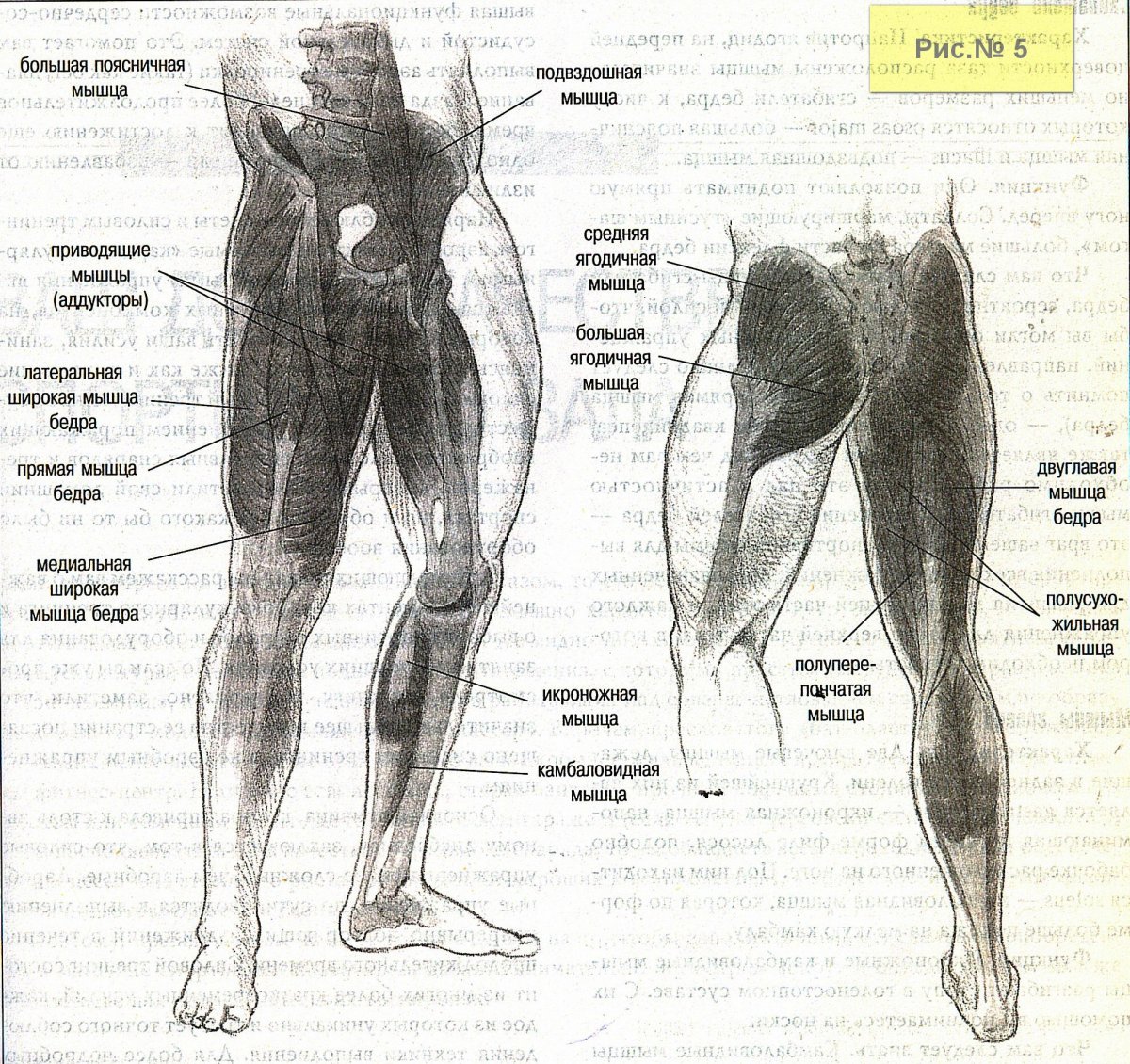 Большая приводящая мышца бедра анатомия