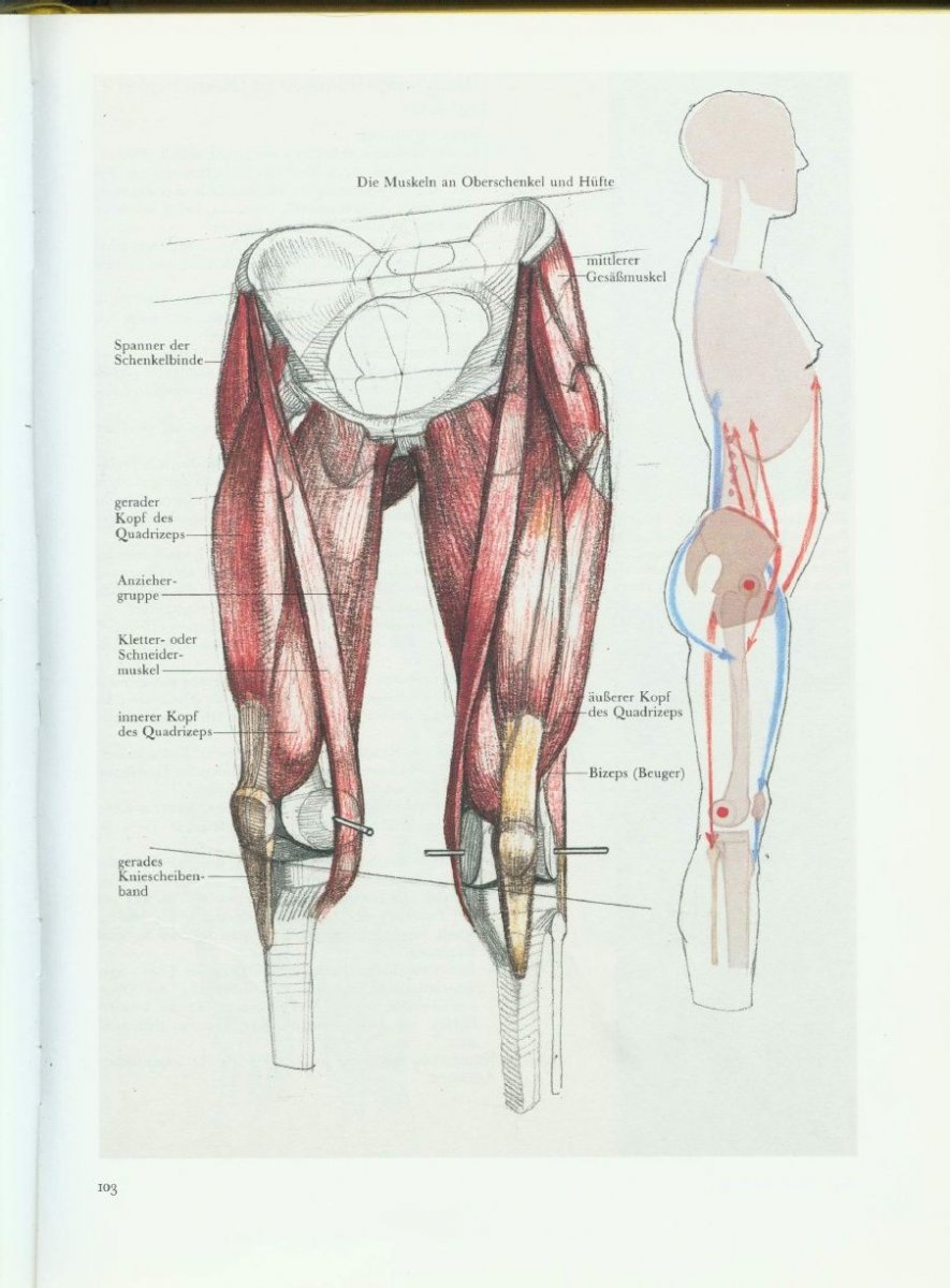 Анатомия бедра человека мышцы и связки
